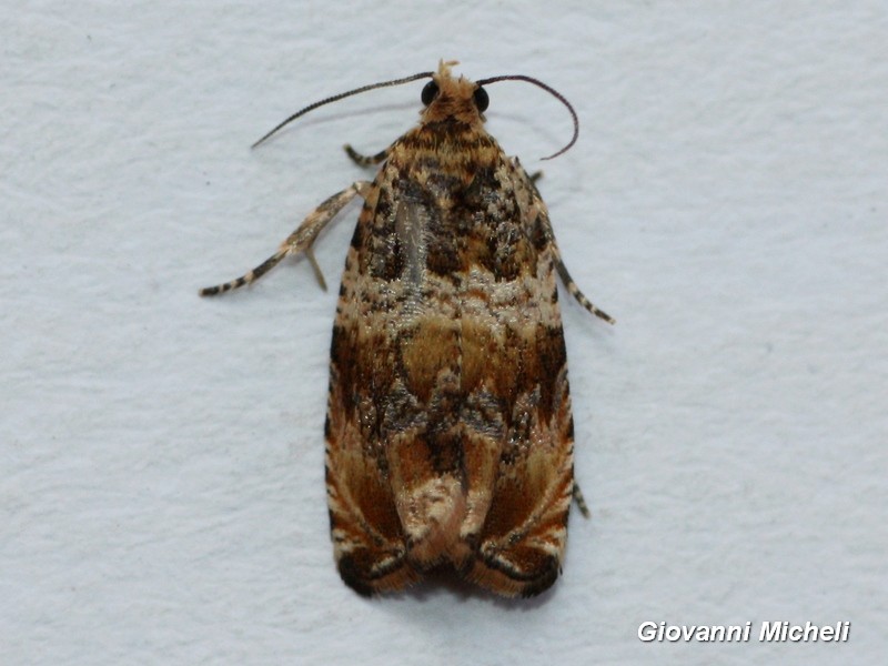 Tortricidae Celypha...? Sì, Celypha cespitana - Tortricidae